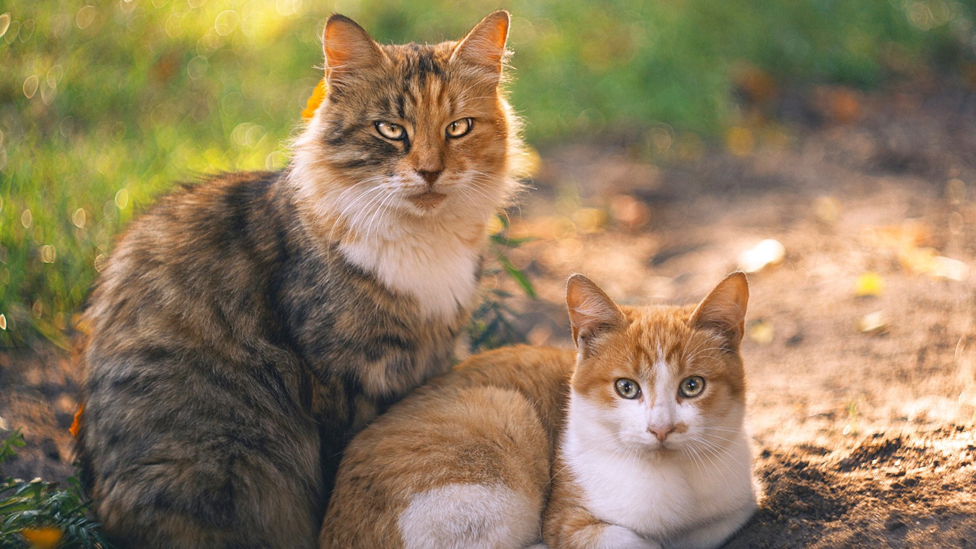 国际滑冰联合会推广青少年项目，促进冰雪运动普及，国际滑冰联合会规则规定